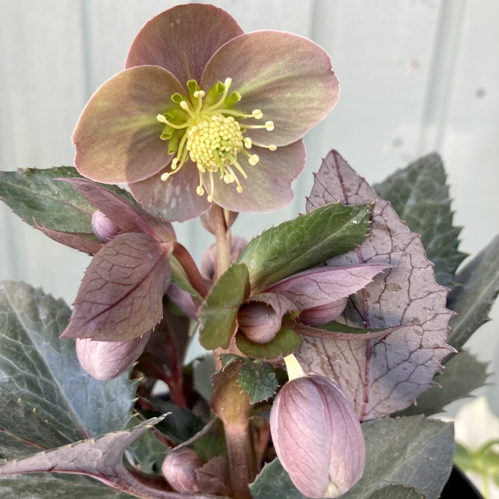 Helleborus x sternii Ashwood Strain
