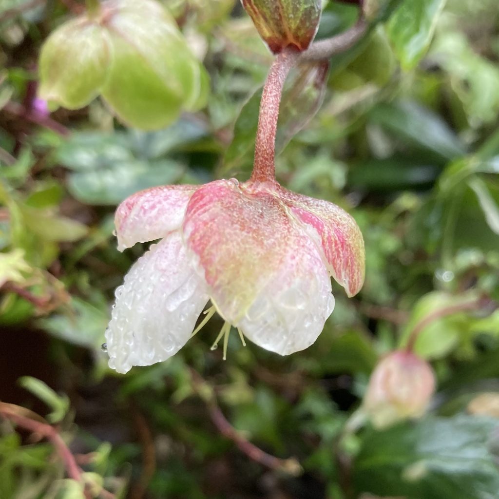 Helleborus x sahinii Winterbells