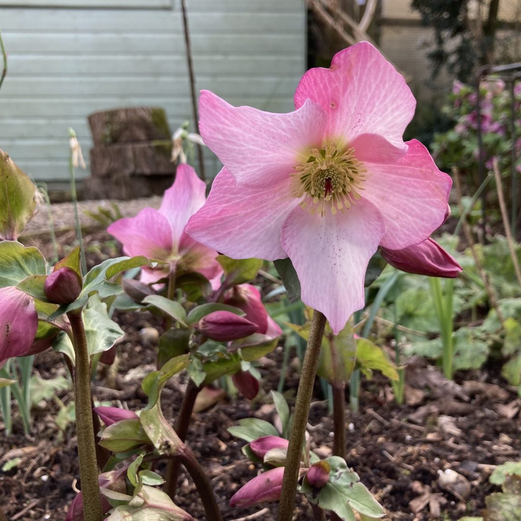 Helleborus Walburton’s Rosemary